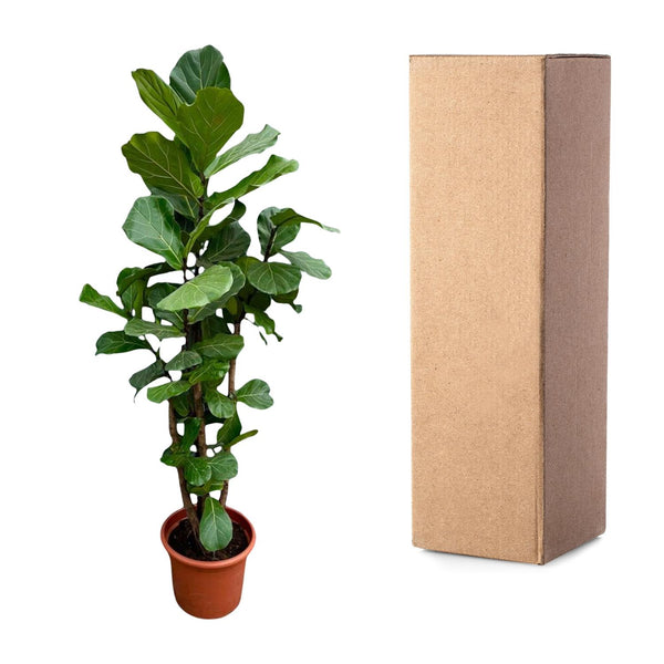 Vioolbladplant - Ficus lyrata vertakt - Ø45cm - ↕200cm