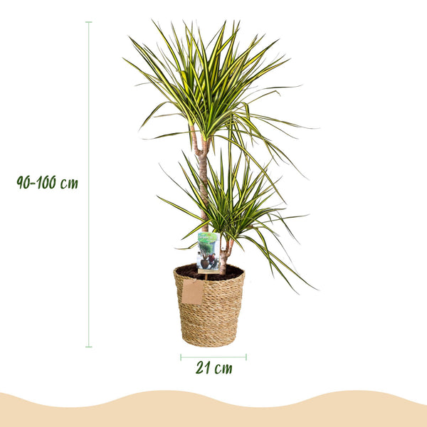 Drakenbloedboom - Dracaena Sunray - Ø21cm - ↕90-100cm