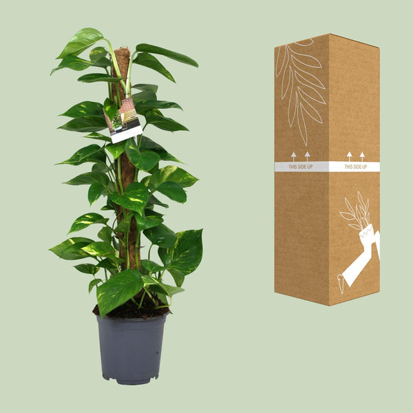 Pothos - Epipremnum aureum - Ø19cm - ↕80cm