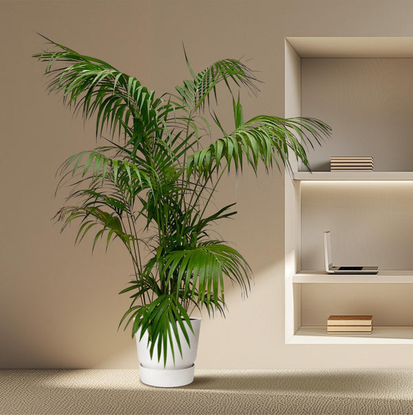 Kentiapalm - Kentia Palm - Ø32cm - ↕260cm
