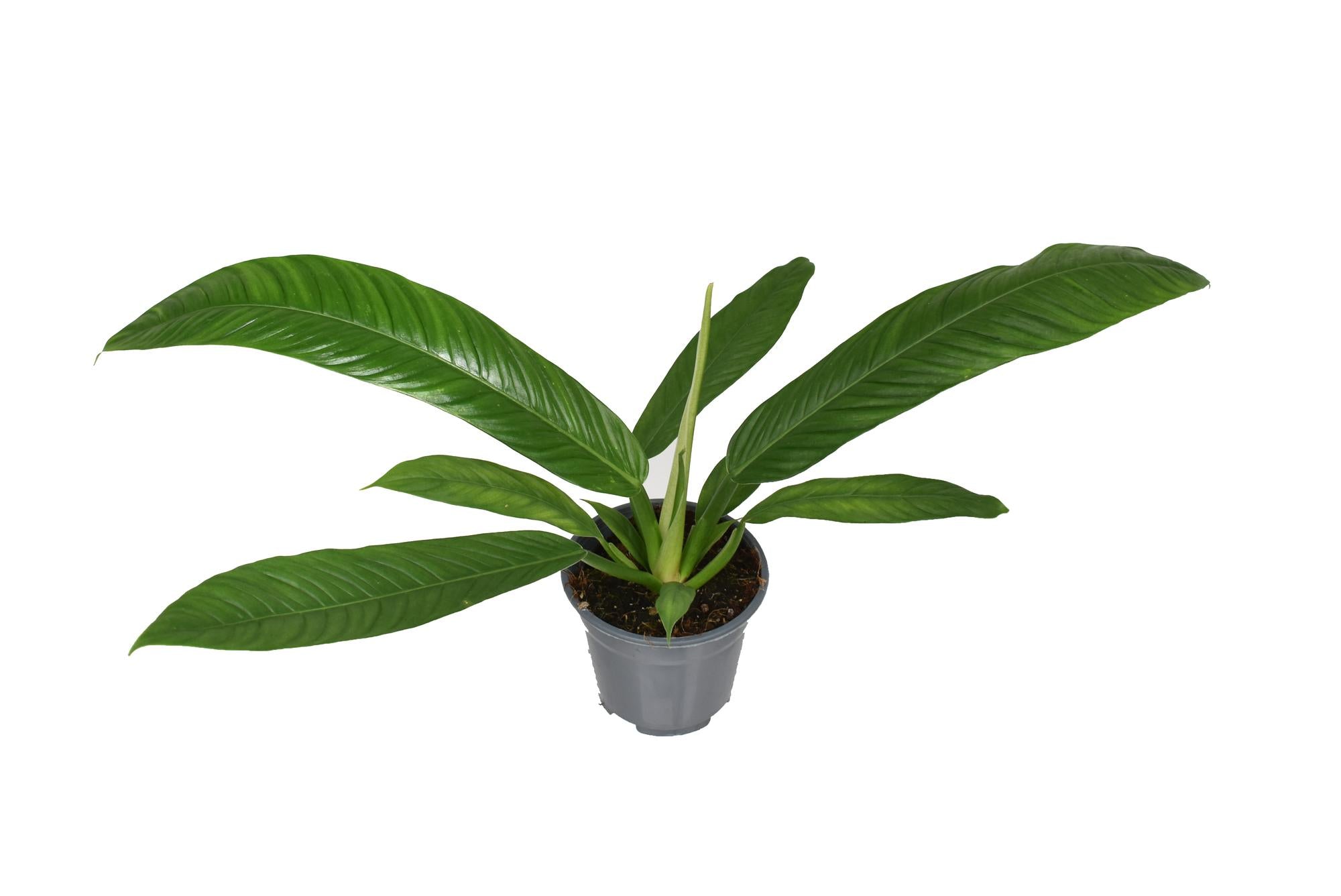Philodendron Campiii - Ø14cm - ↕40cm
