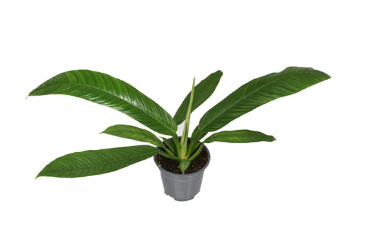 Philodendron Campiii - Ø14cm - ↕40cm