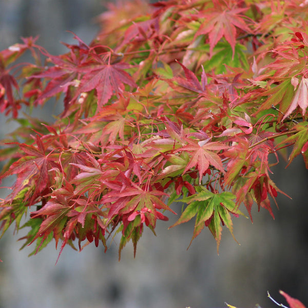 Japanse Esdoorn - Acer palmatum Beni Maiko - Rood - Ø19cm - ↕70cm