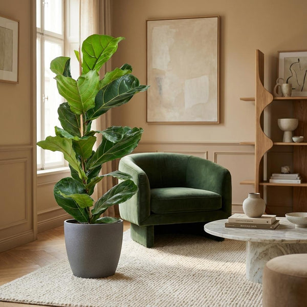 Vioolbladplant - Ficus lyrata - incl. Pot - Grijs - Ø21cm - ↕80cm