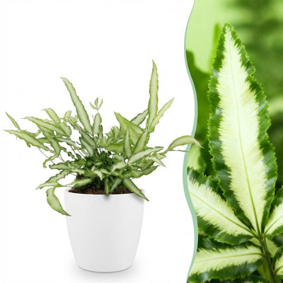 Lintvaren - Pteris cretica 'Albolineata' - incl. sierpot wit - Ø12cm - ↕20cm