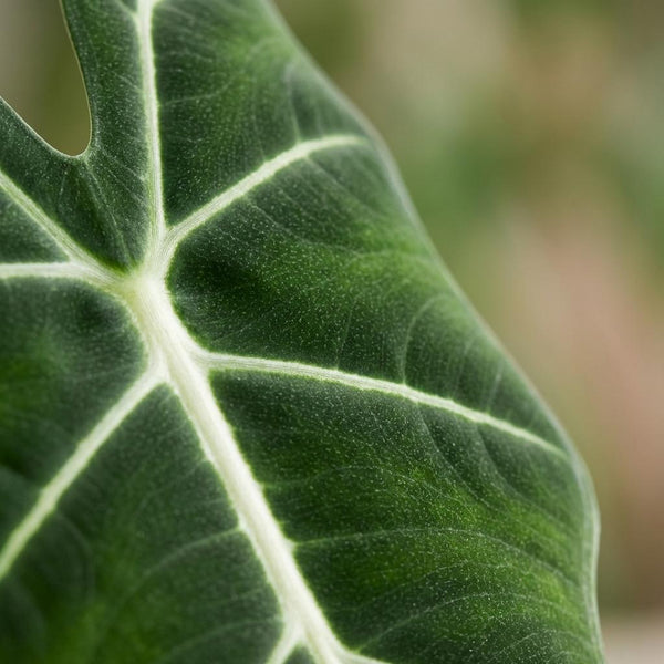 Olifantsoor - Alocasia Frydek - Ø19cm - ↕60cm
