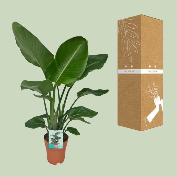 Witte paradijsvogelplant - Strelitzia nicolai - Ø19cm - ↕90cm