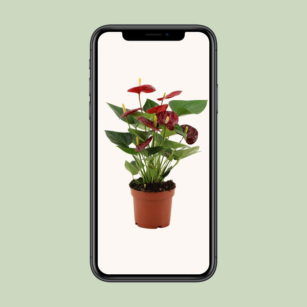 Flamingoplant - Anthurium Calon In Transparant Sleeve - Ø12cm - ↕36cm