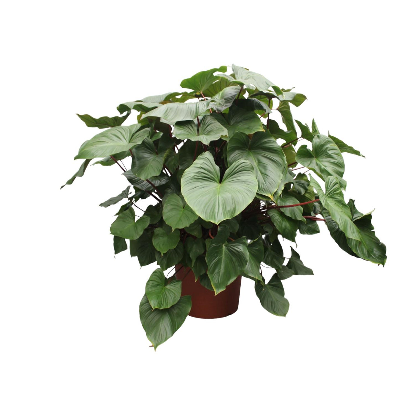 Homalomena - Homalomena rubescens 'Maggy' - Ø60cm - ↕170cm