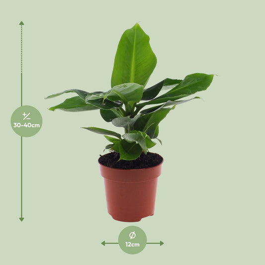 Bananenplant - Musa Oriental Dwarf - Ø12cm - ↕25cm