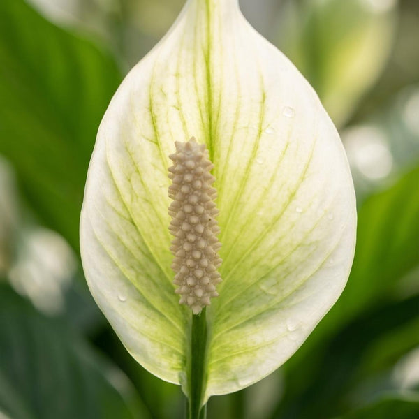 Lepelbloem - Spathiphyllum - Ø12cm - ↕35-40cm