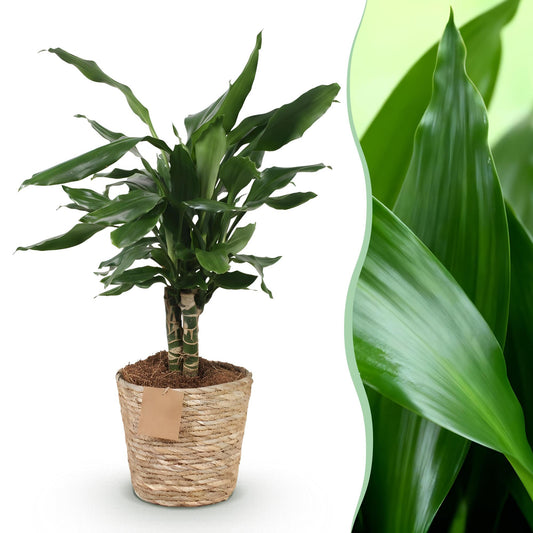 Drakenbloedboom - Dracaena fragrans Steudneri - Ø17cm - ↕50-55cm