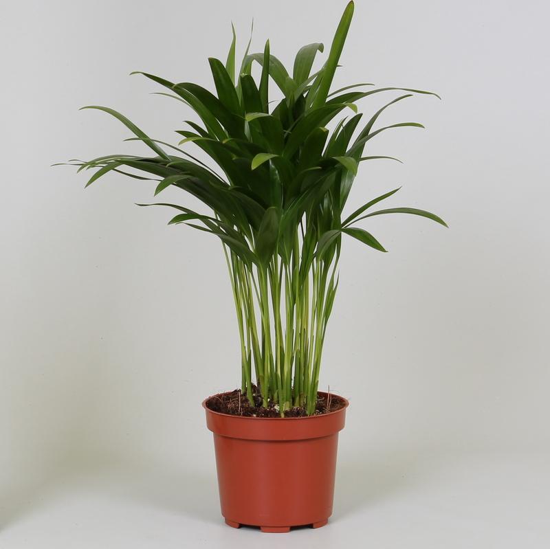 Arecapalm - Areca Palm - Ø12cm - ↕35cm