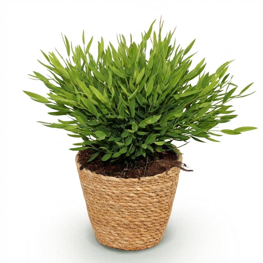 Bamboegras - Bambusa Pogonatherum Monica - incl. mand - Ø12cm - ↕20cm