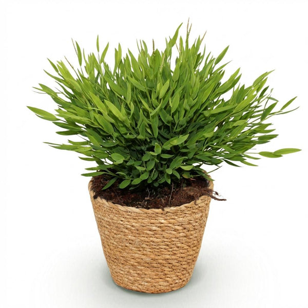 Bamboegras - Bambusa Pogonatherum Monica - Ø12cm - ↕20cm