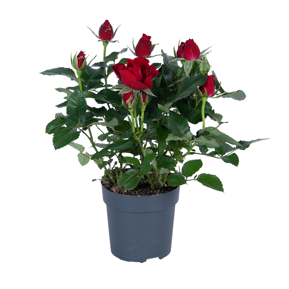 Roos - Rosa - rood - Ø17cm - ↕45cm