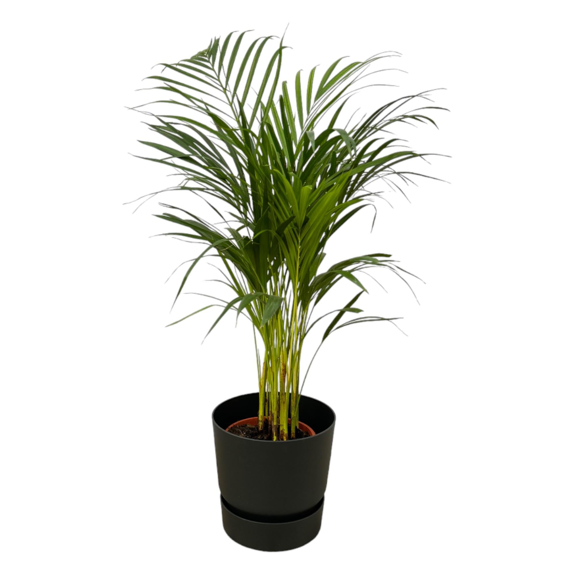 Arecapalm - Areca palm - incl. Elho Greenville Round zwart - Ø19cm - ↕85cm