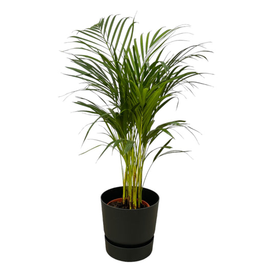Arecapalm - Areca palm - incl. Elho Greenville Round zwart - Ø19cm - ↕85cm