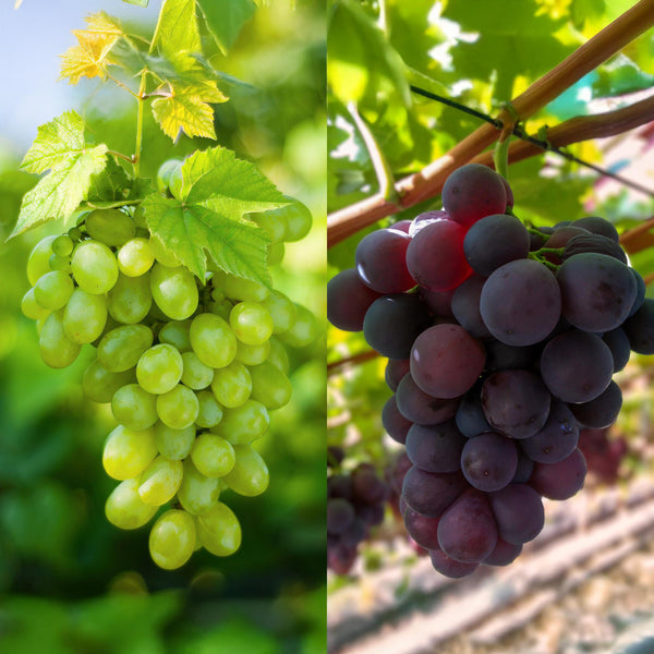 Druif - Vitis vinifera Vanessa - Ø15cm - ↕50cm