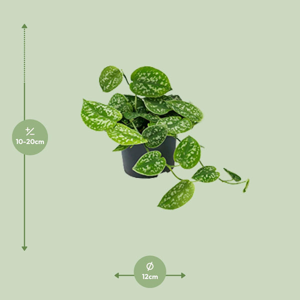 Satijnpothos - Scindapsus pictus 'Argyraeus' - Ø15cm - ↕25cm