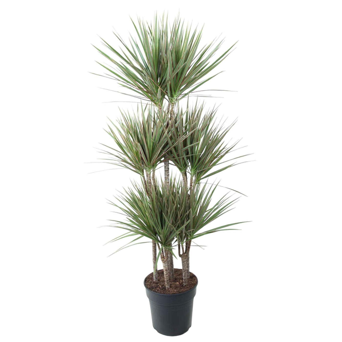 Drakenbloedboom - Dracaena Bicolor Carrousel - ↕150cm