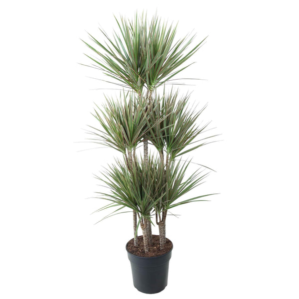 Drakenbloedboom - Dracaena Bicolor Carrousel - ↕150cm