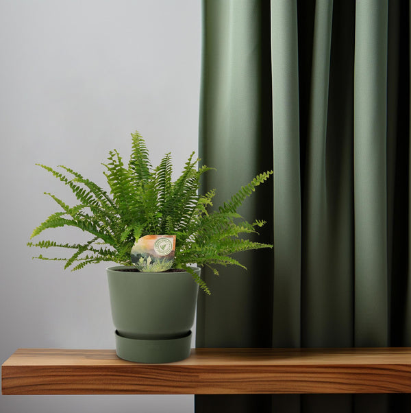 Hangende Varen - Nephrolepis Green Lady - Ø12cm - ↕30cm