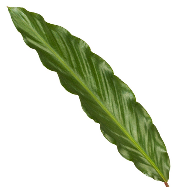 Calathea Wavestar - Ø19cm - ↕80cm