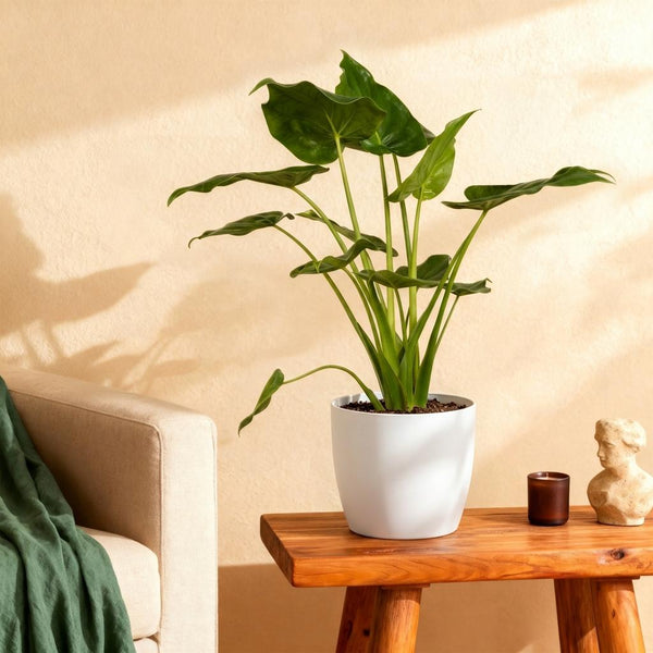 Boeddha-plant - Alocasia cucullata