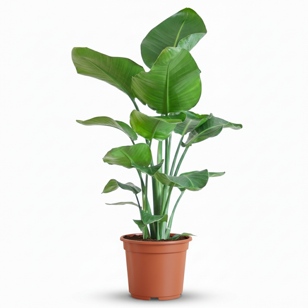 Witte paradijsvogelplant - Strelitzia nicolai - Ø19cm - ↕80-90cm