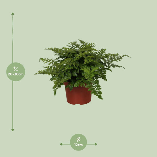 Tongvaren - Asplenium Parvati - Ø12cm - ↕25cm