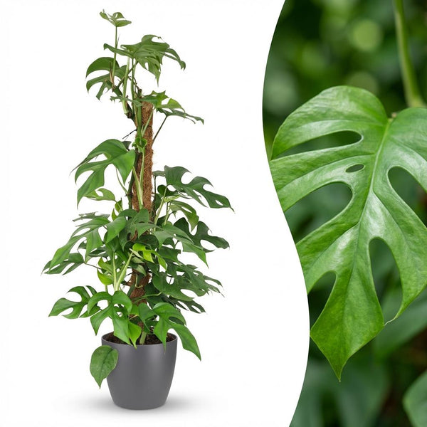 Mini Gatenplant - Monstera Minima Mosstok - Ø19cm - ↕90cm