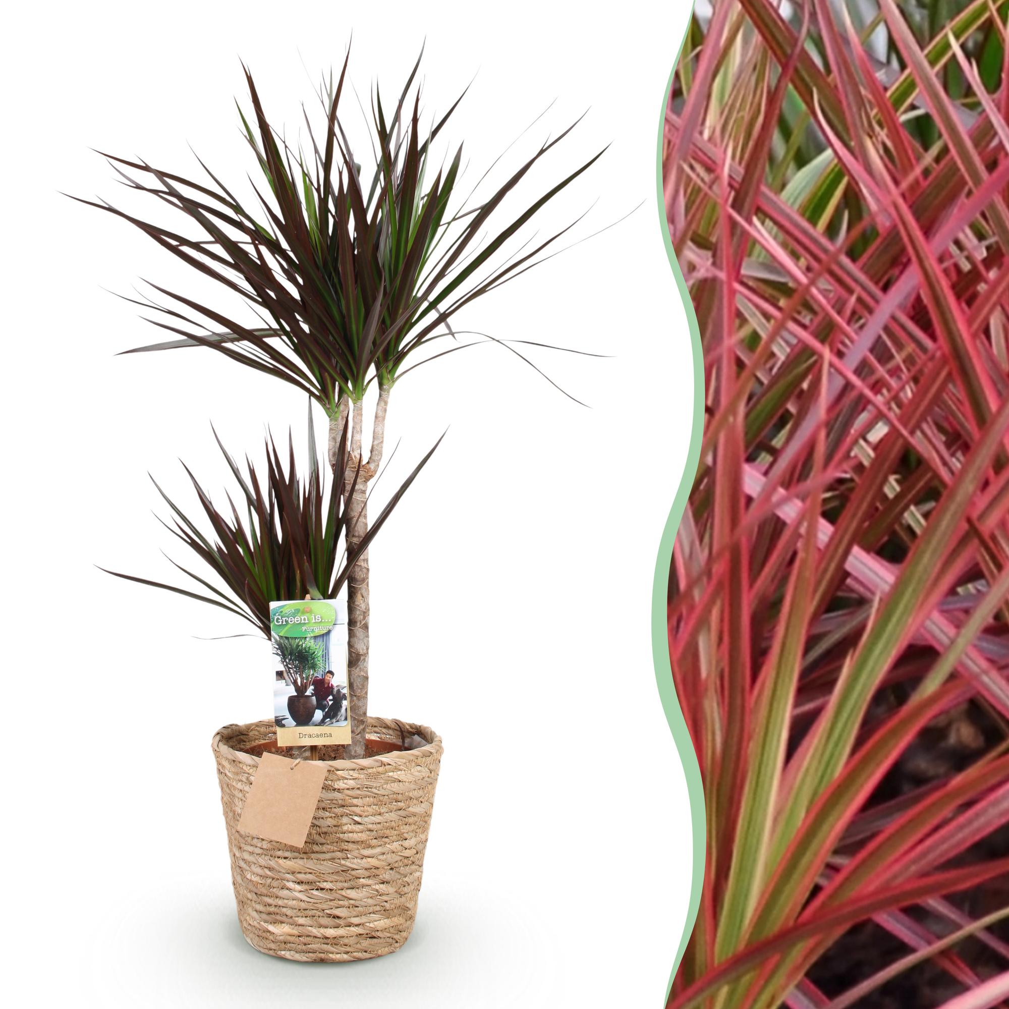 Drakenbloedboom - Dracaena Magenta - Ø21cm - ↕90-100cm
