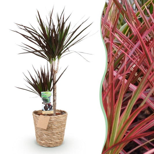 Drakenbloedboom - Dracaena Magenta - Ø21cm - ↕90-100cm