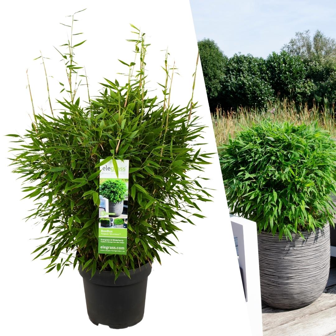 Bamboe - Fargesia 'Boobux' XL - Ø29cm - ↕70cm