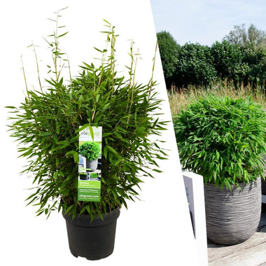 Bamboe - Fargesia 'Boobux' XL - Ø29cm - ↕70cm