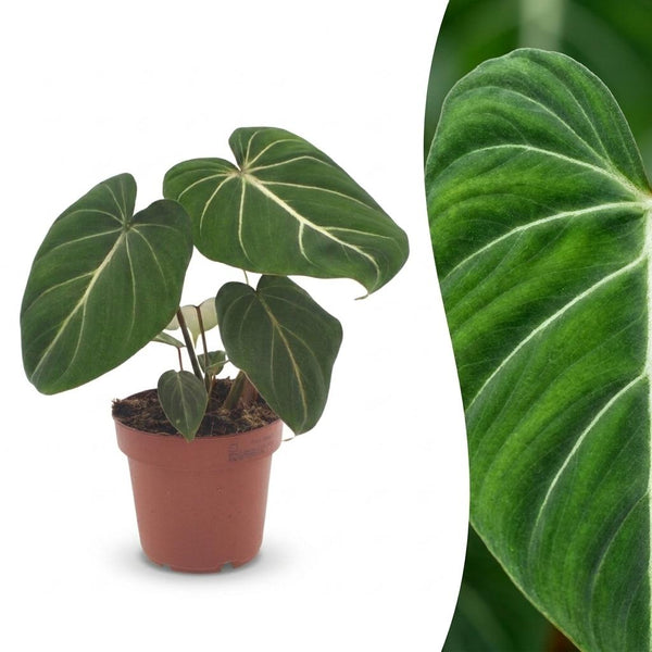 Philodendron Gloriosum - Ø12cm - ↕25cm