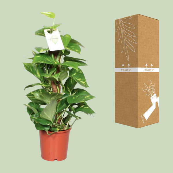 Pothos - Epipremnum pinnatum mosstok - Ø15cm - ↕60cm