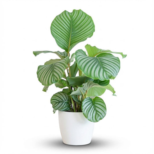 Calathea Orbifolia - incl. Pot - Wit - Ø21cm - ↕65cm