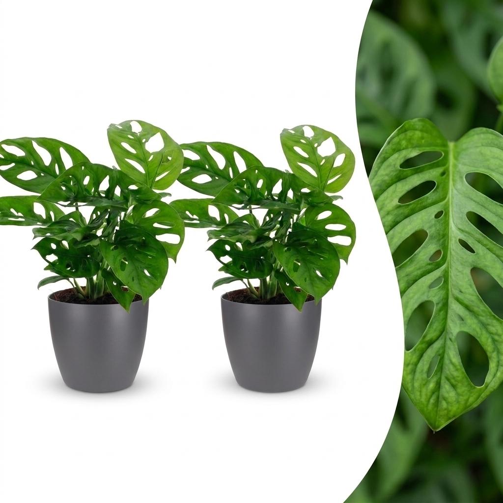2x Gatenplant - Monstera adansonii Mosstok - incl. Elho Potter - grijs - Ø12cm - ↕25cm