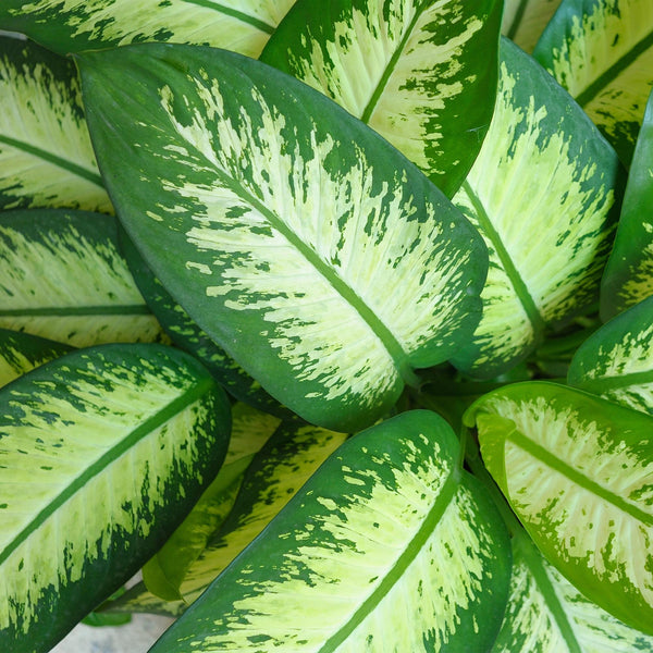 Dieffenbachia - Dieffenbachia Tropic Snow - Ø21cm - ↕90-100cm
