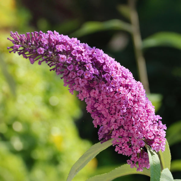 Vlinderstruik - Buddleja davidii Pink Delight - roze - Ø17cm - ↕45cm
