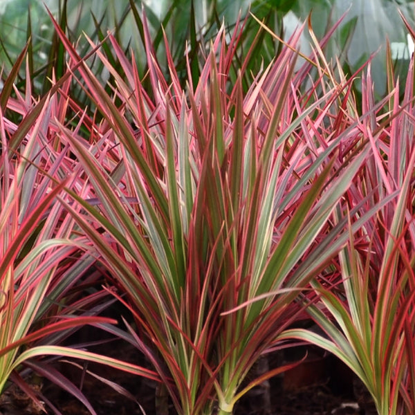 Drakenbloedboom - Dracaena Magenta - Ø21cm - ↕90-100cm