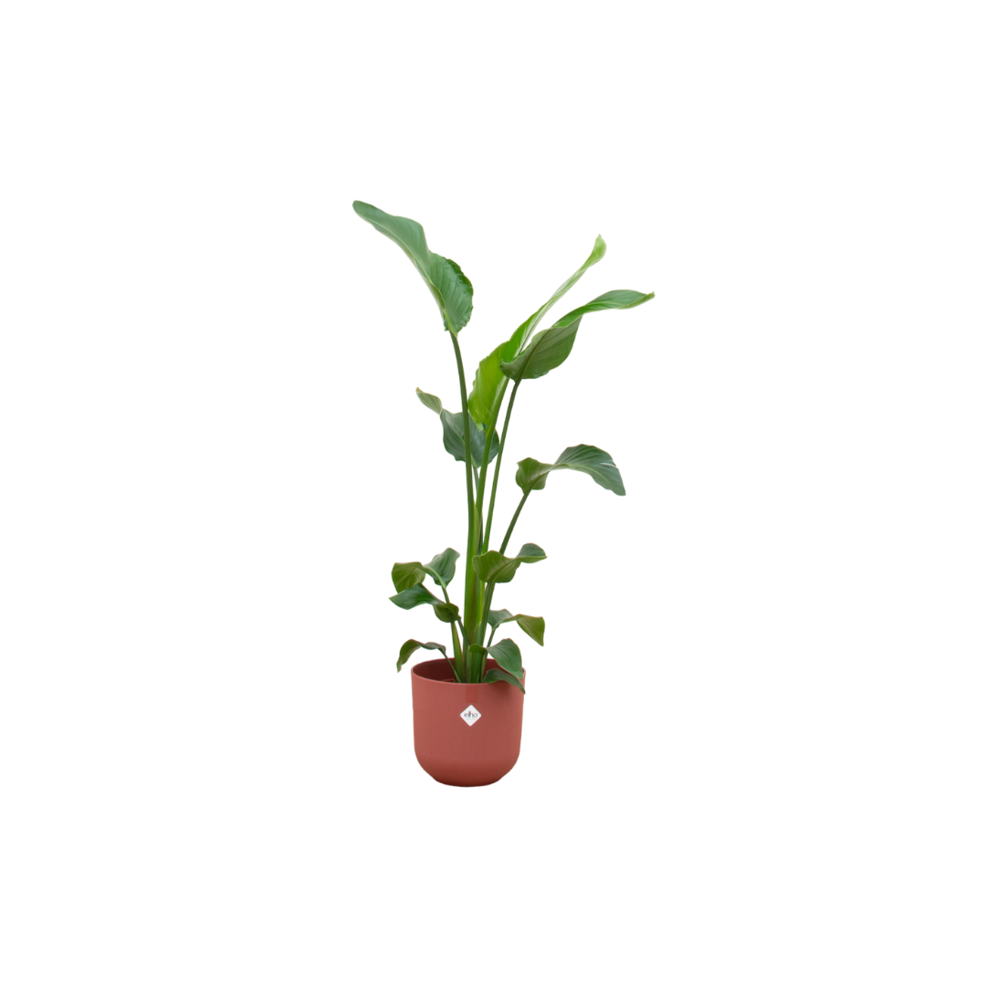 Witte paradijsvogelplant - Strelitzia nicolai - incl. Elho Jazz Round rood - Ø23cm