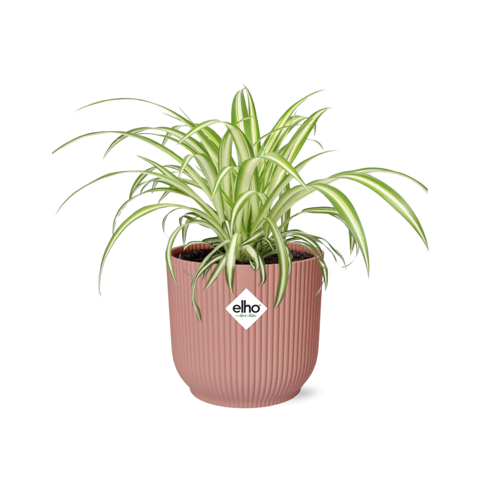 Graslelie - Chlorophytum comosum 'Variegatum' - incl. Elho Vibes Fold roze - Ø14cm