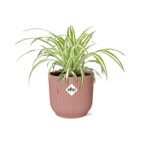Graslelie - Chlorophytum comosum 'Variegatum' - incl. Elho Vibes Fold roze - Ø14cm