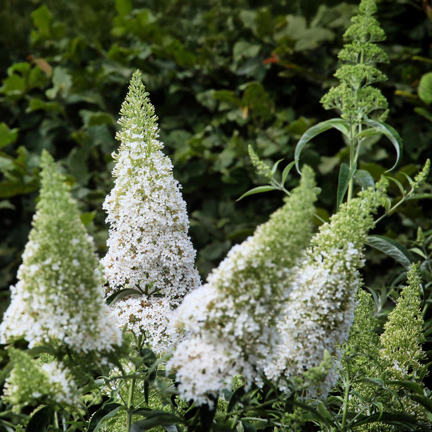 Vlinderstruik Buddleja davidii 'White Profusion' met witte bloempluimen