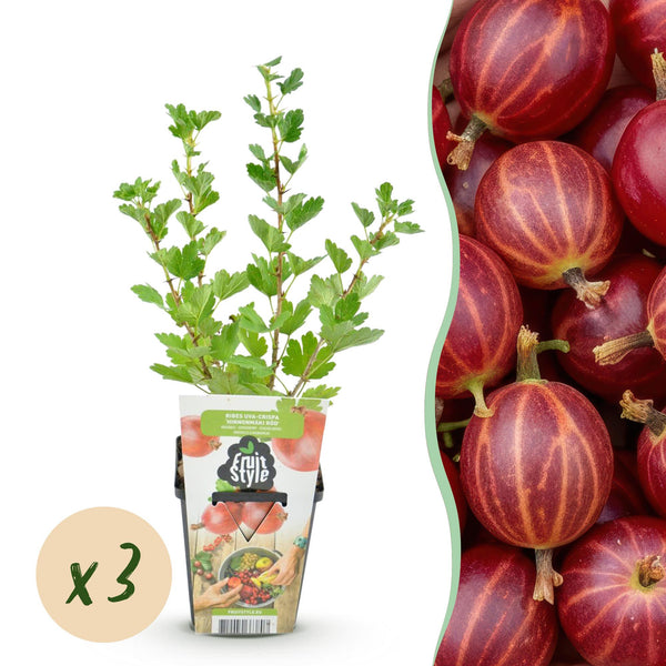 Kruisbes - Ribes uva-crispa Hinnonmaki Rod - Ø9cm