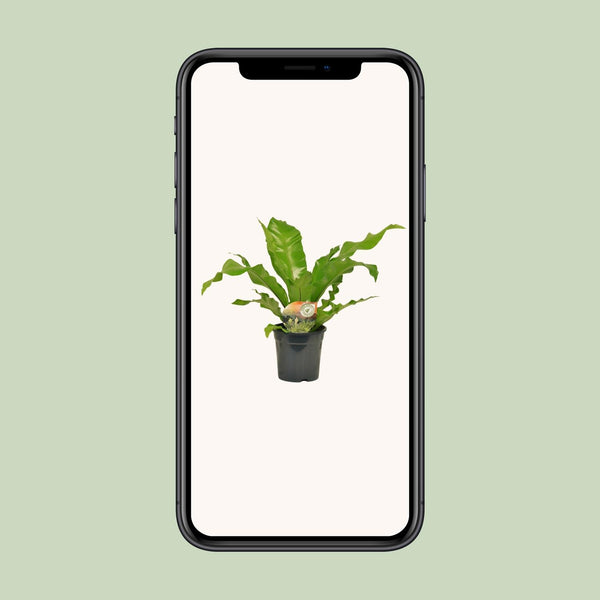Tongvaren - Asplenium nidus - Ø17cm - ↕60cm