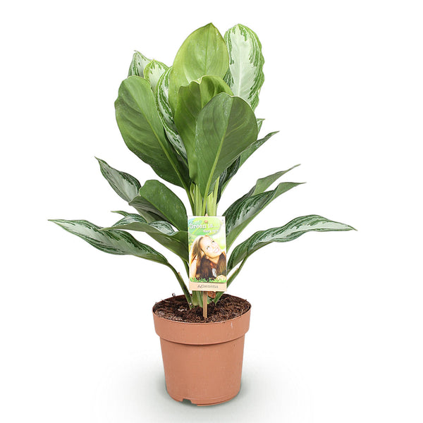 Zilverblad - Aglaonema Silver Bay - Ø17cm - ↕70-75cm